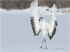 項目首封！8#樓主體結構圓滿完工！